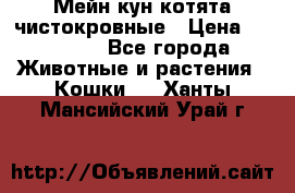 Мейн-кун котята чистокровные › Цена ­ 25 000 - Все города Животные и растения » Кошки   . Ханты-Мансийский,Урай г.